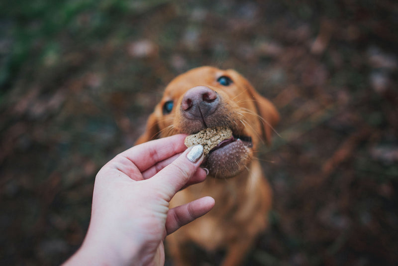 Dog supplier in Cranleigh