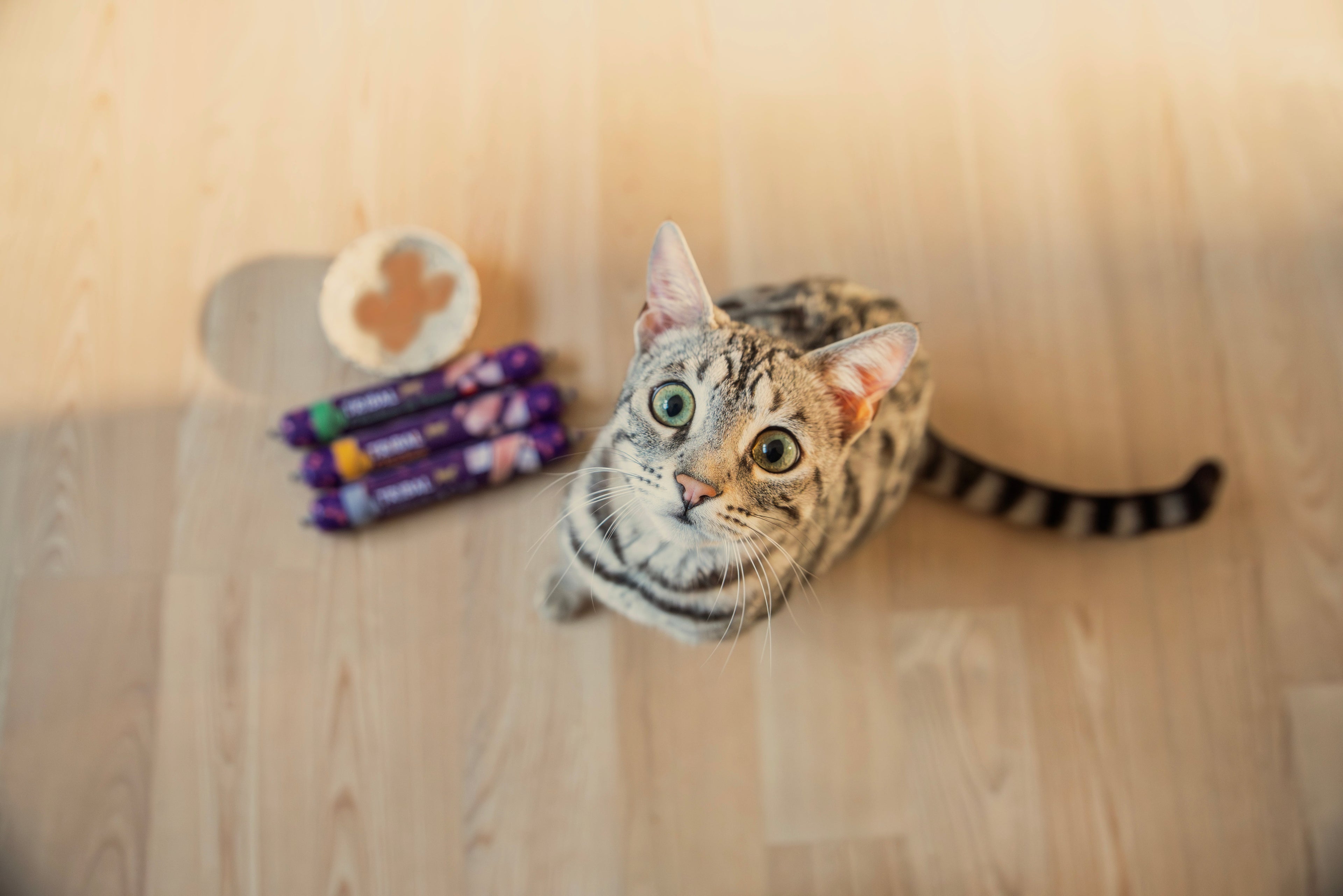  Cat supplier in Cranleigh