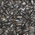 Colonels Black Sunflower