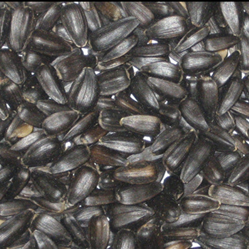 Colonels Black Sunflower 1kg