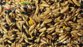 Colonels Canary No 2 2kg