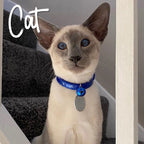 Ancol Cat Collar Softweave Black