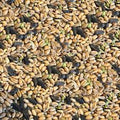 Colonels F1 Wild Bird Food 5Kg
