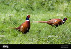 Cotswold Wild Pheasant & Duck 1kg