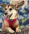 Doodlebone With Me Harness 4-7