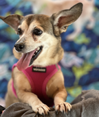 Doodlebone With Me Harness 4-7